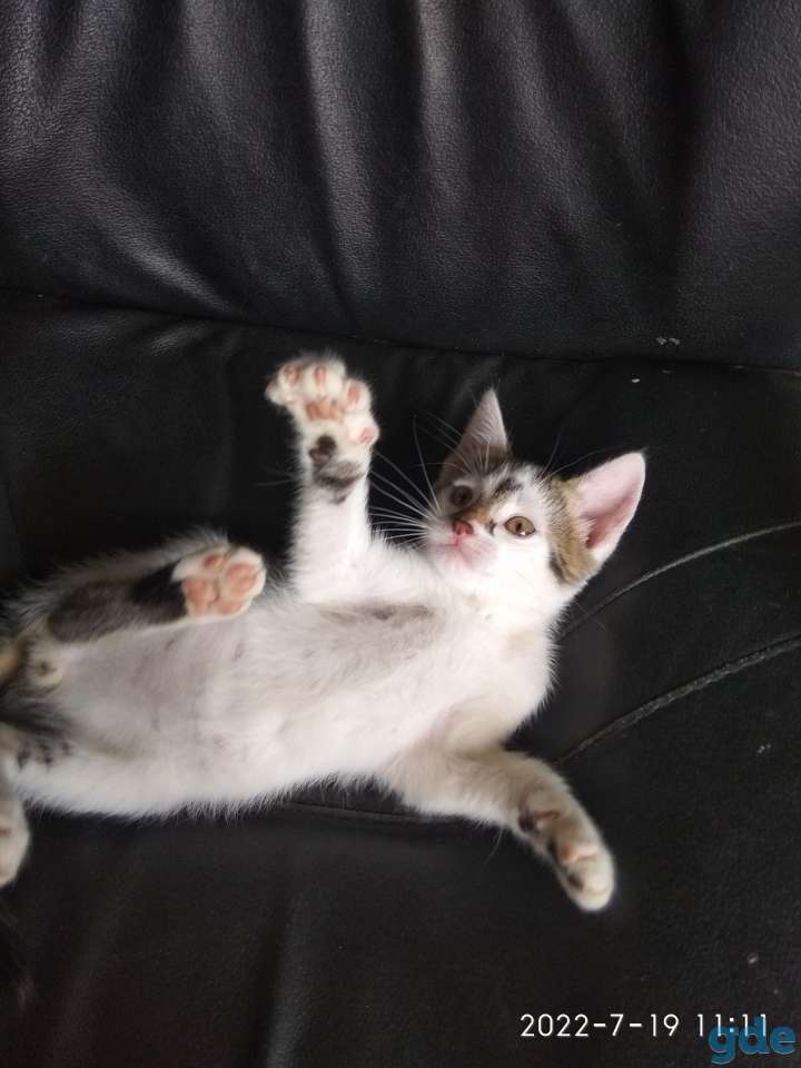 Котенок мальчик, фотография 1