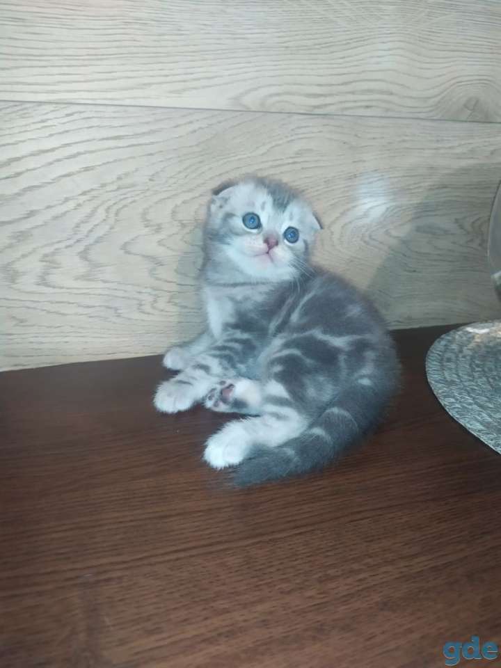 Скоттиш фолд, фотография 1