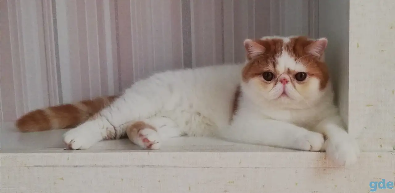 Котик экзотик, фотография 2