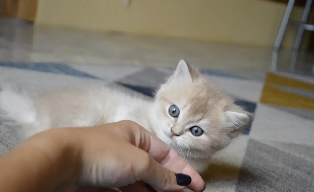 Шотландские прямоухие котята, фотография 9