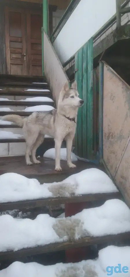 Продам хаски, фотография 1