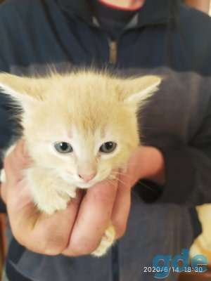 Котята в добрые руки, фотография 5