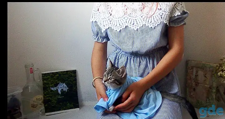 Всем привет отдам в добрые руки Керри, фотография 2