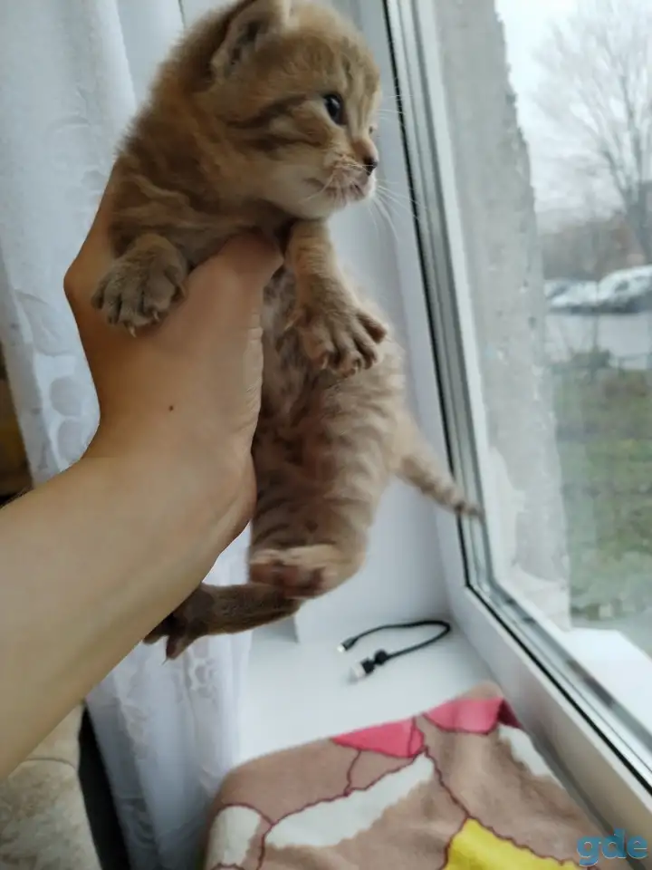 Шотландские котята, фотография 3