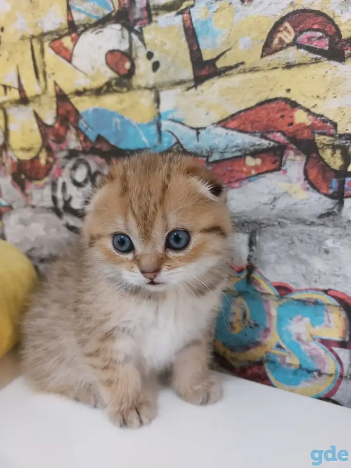 Шотландские котятя, фотография 2