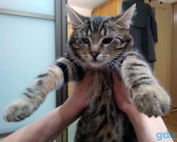 Котёнок в добрые руки, фотография 4