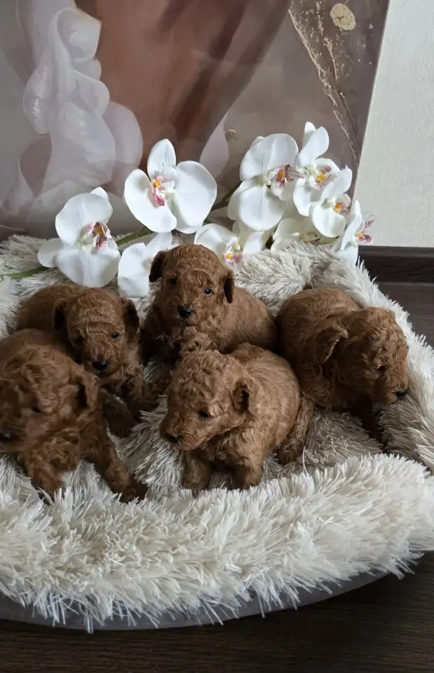 Щенки пуделя с родословной, фотография 3