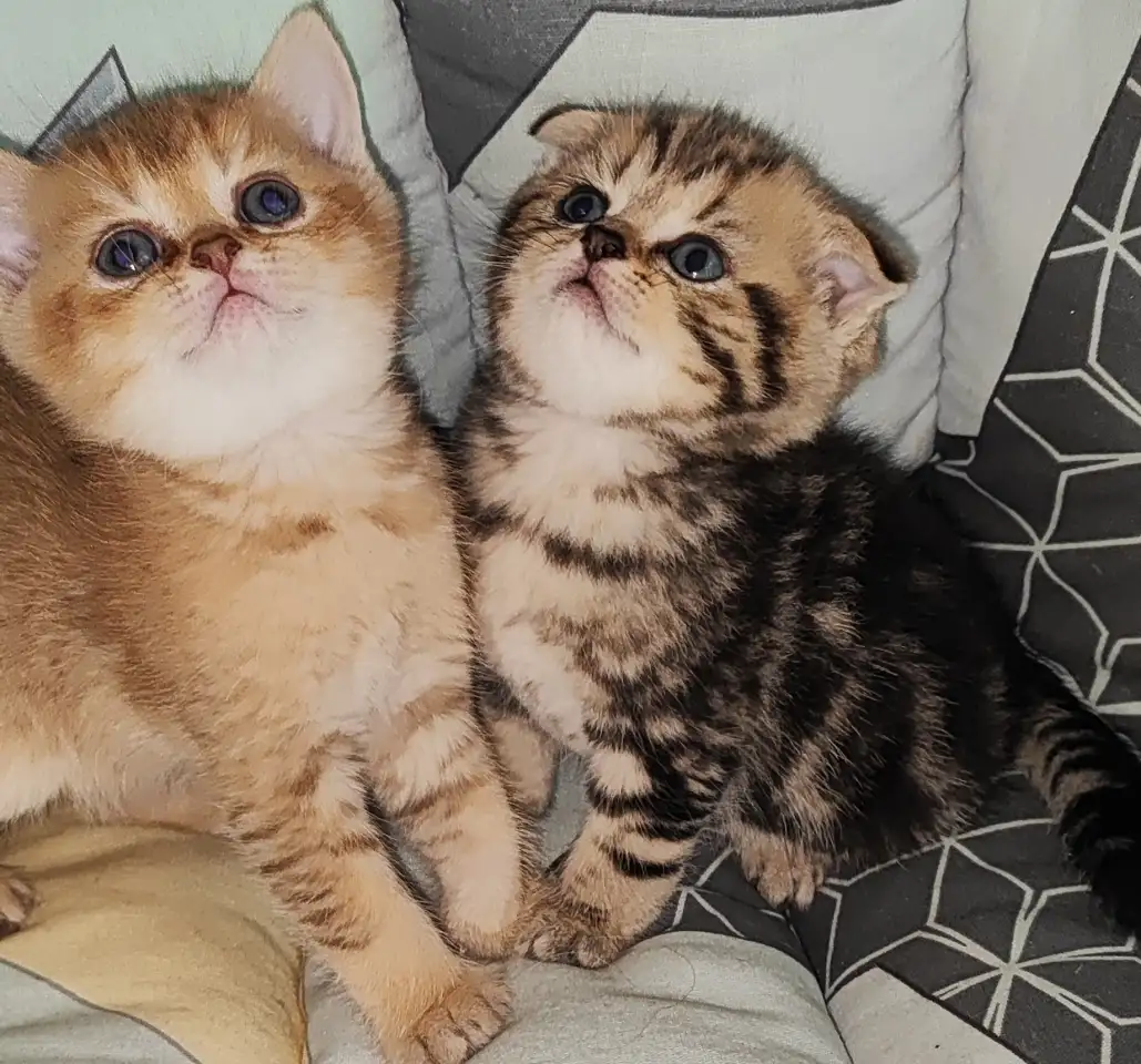 Шотландские котята, фотография 5