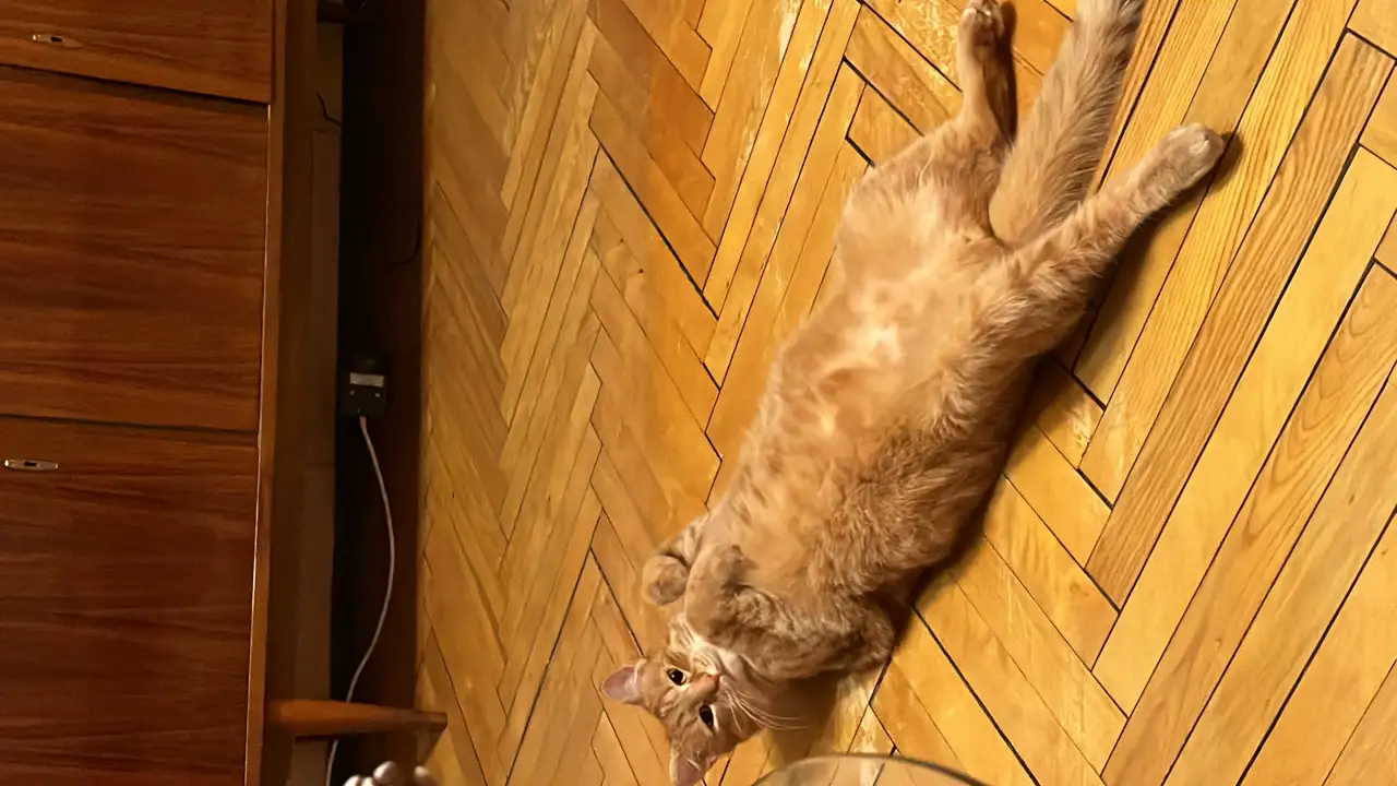 Котик в добрые руки, фотография 15