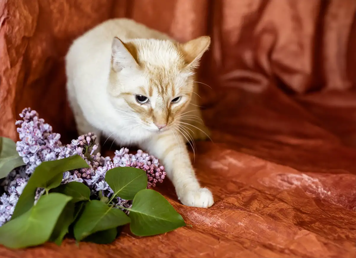 Нежный и красивый котик Беня в дар, фотография 6