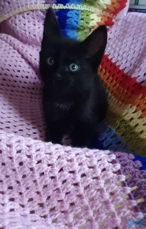Котёнок в дар, фотография 2