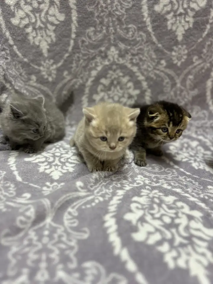 Шотландские котята, фотография 1