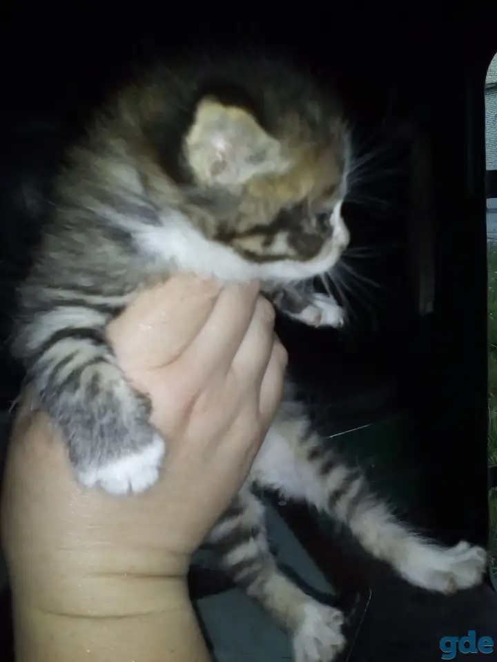 Маленькие котята ищут дом, фотография 3