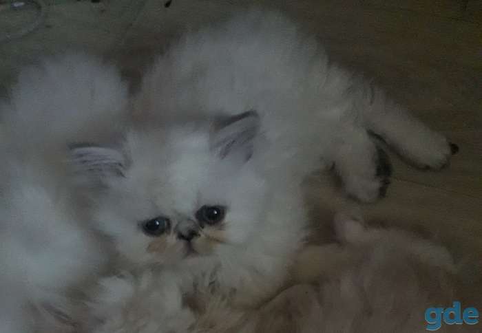 Продаю персидских котят, фотография 1