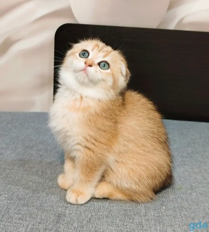 Шотландская вислоухая кошечка, фотография 2