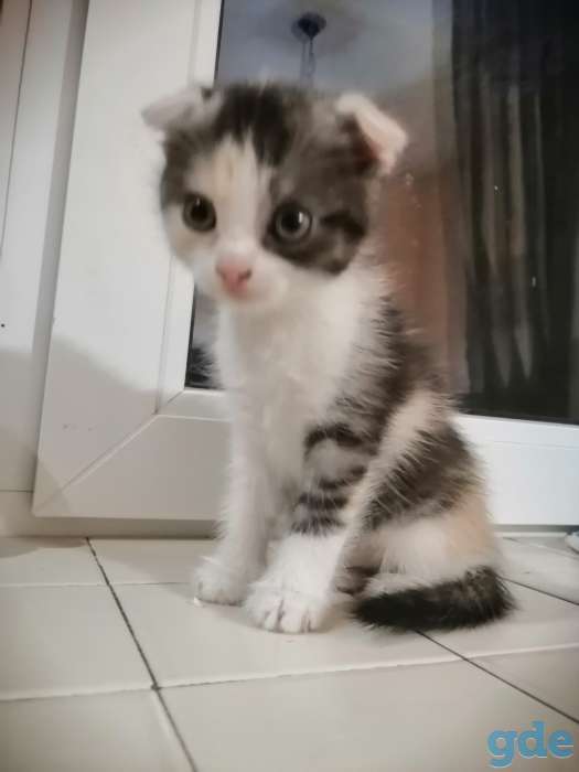 Продам вислоухую кошечку, фотография 3