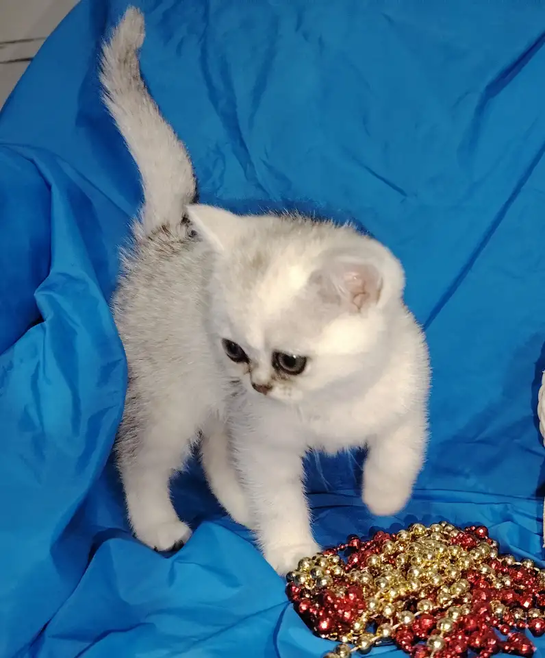 Шотландские котята., фотография 4