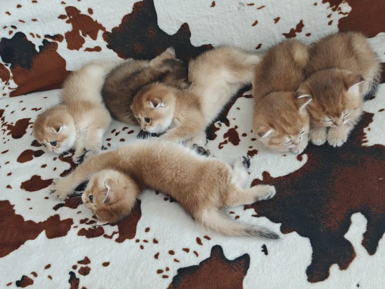 Шотландские котята, золотая шиншилла, фотография 3