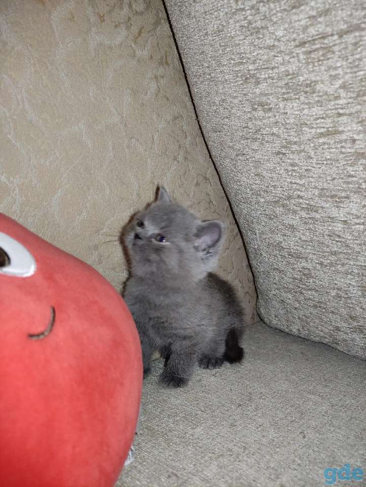 Котята, фотография 2
