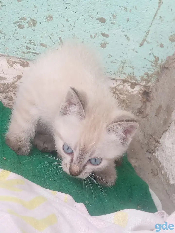Котенок даром, фотография 2