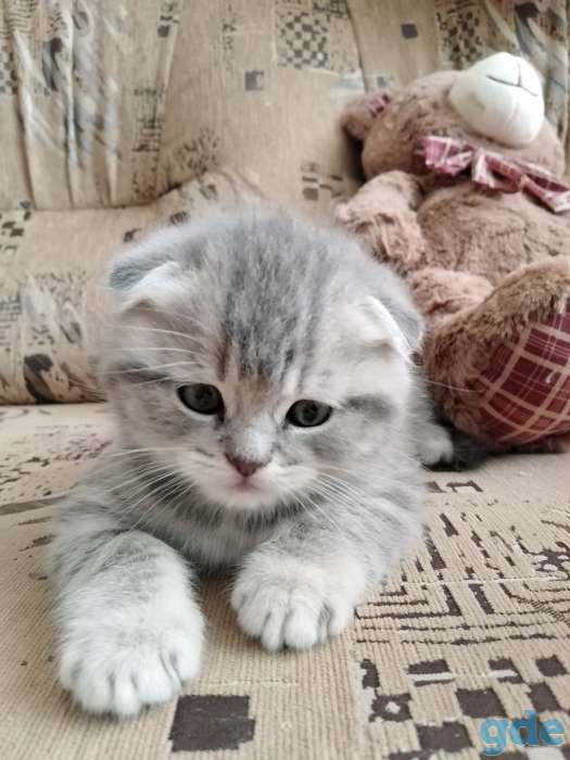 Шотландские плюшевые котята, фотография 8