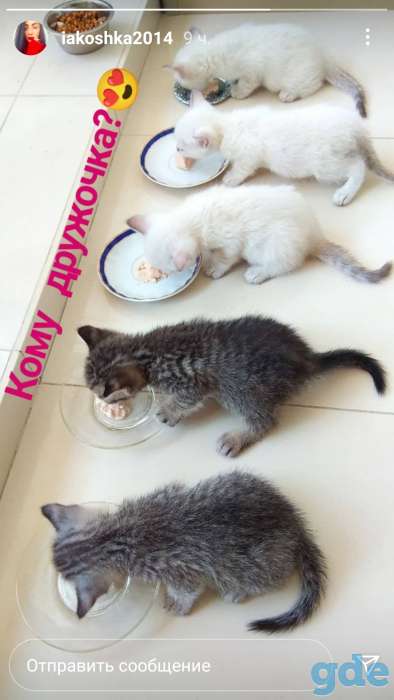 Продажа шотландских котят, фотография 1