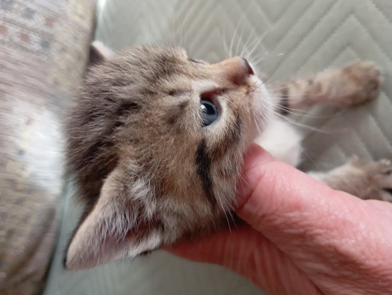 Отдам котят в добрые руки, фотография 6