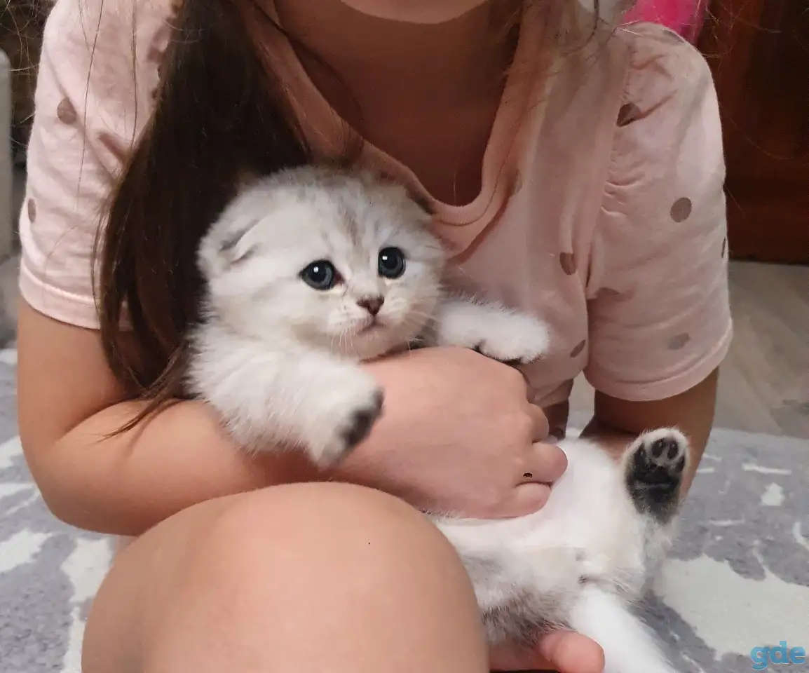 Котята, фотография 6