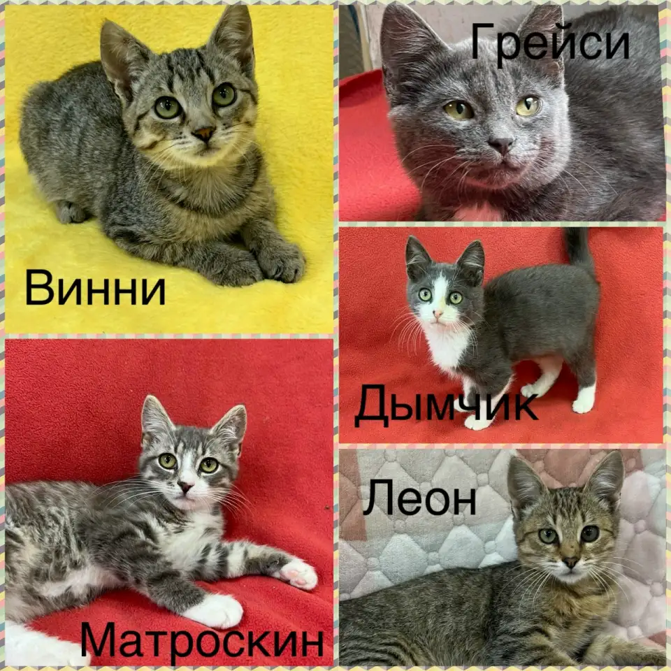 Котята 3-4 месяца, фотография 1