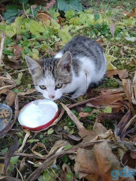 Котенок ищет дом, фотография 1