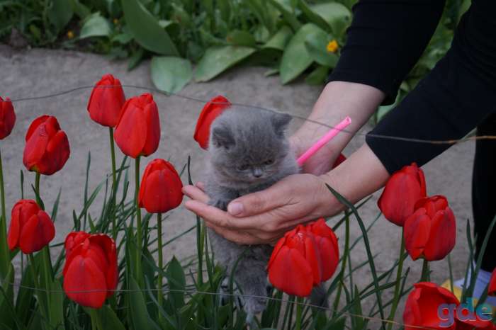Британская кошечка, фотография 3