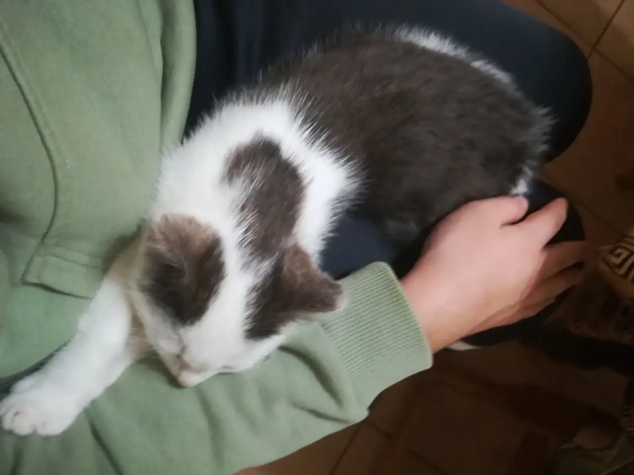 Котенок, фотография 2
