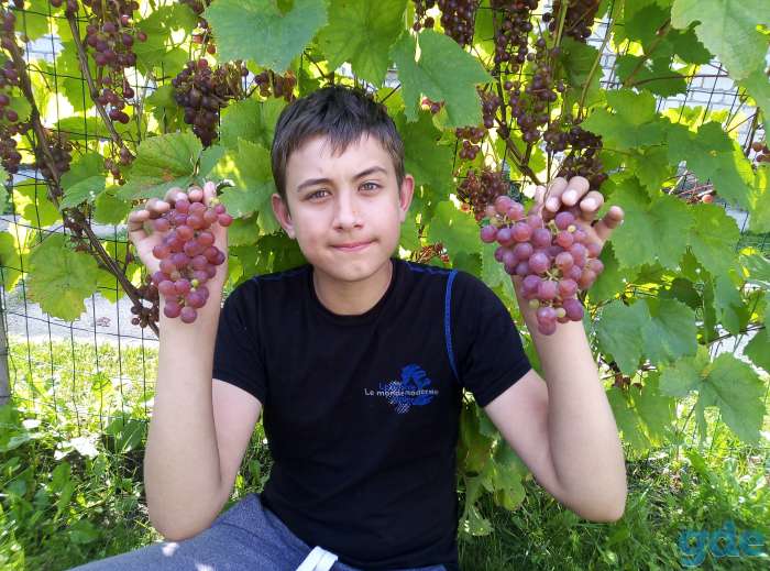 Продам саженцы винограда, фотография 5