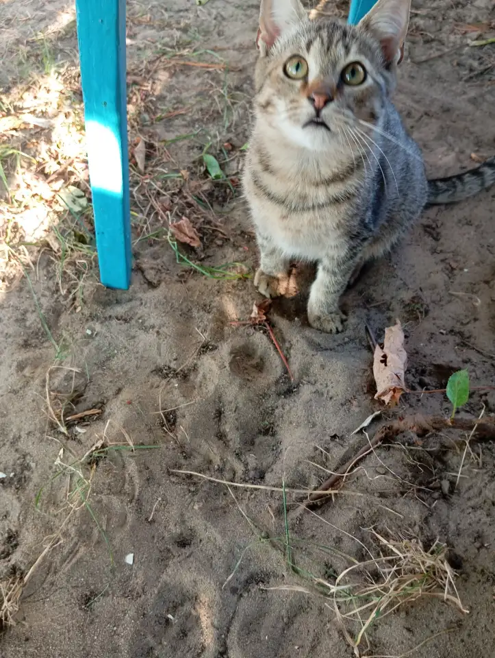 Котенок в дар, фотография 6