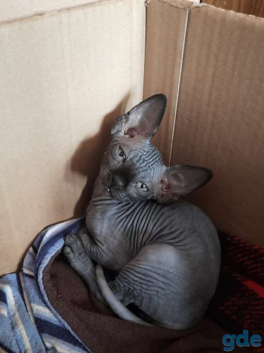 Котята сфинкса, фотография 8
