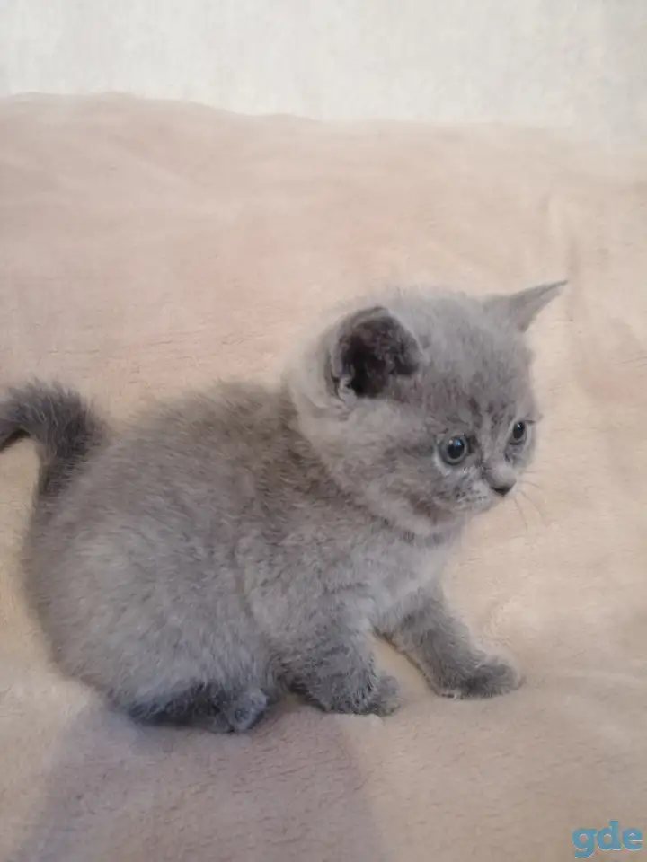 Котята Британские, фотография 9