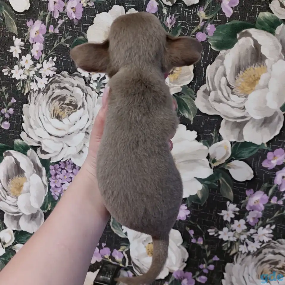 Чихуахуа лиловые., фотография 4