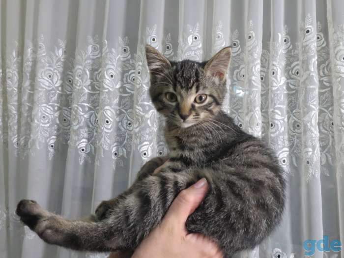 Котята в добрые руки, фотография 4