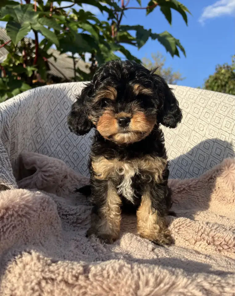 Кавапу девочка мини (Cavapoo), фотография 3