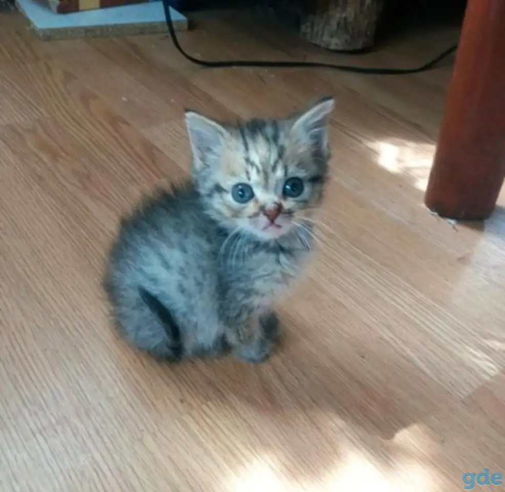 Очаровательные котята, фотография 3