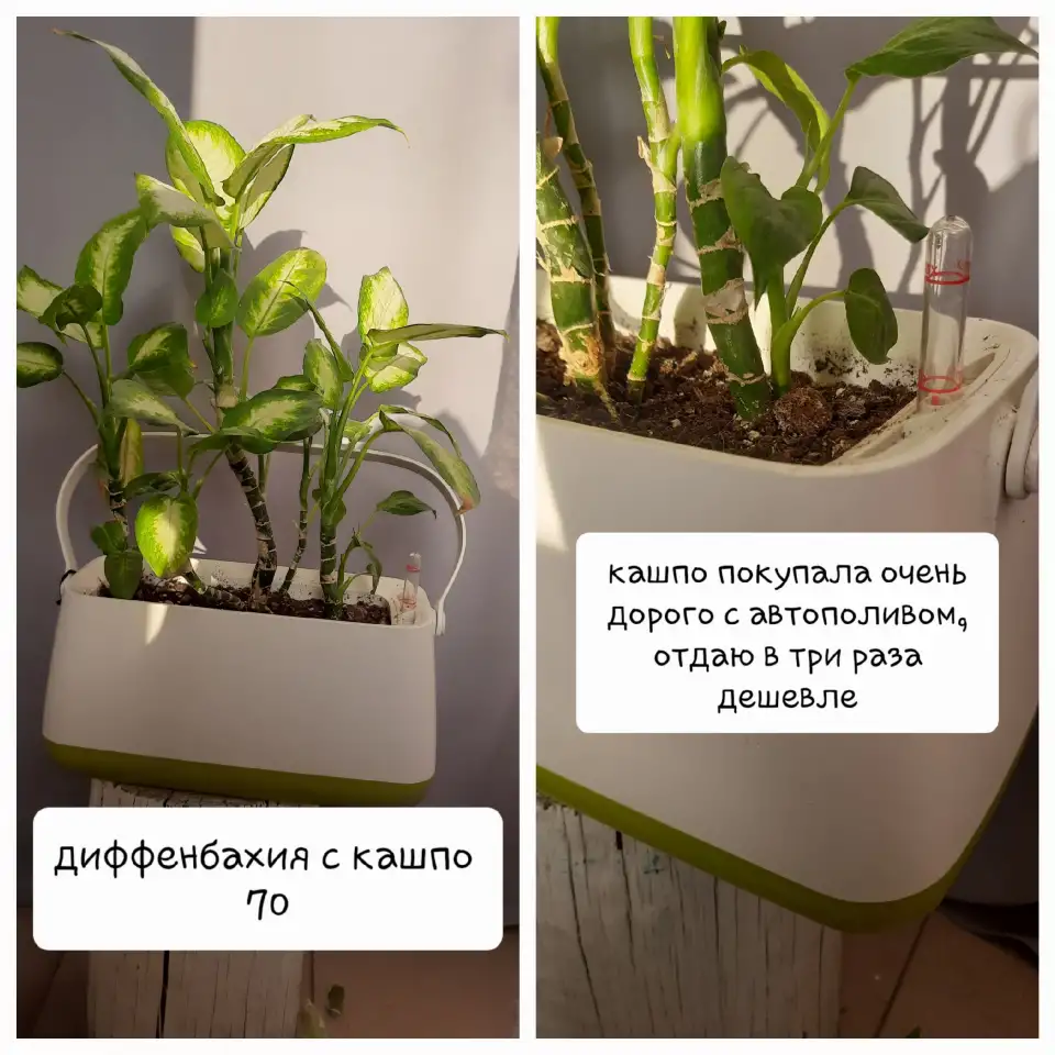 Комнатные растения лот СРОЧНО, фотография 4