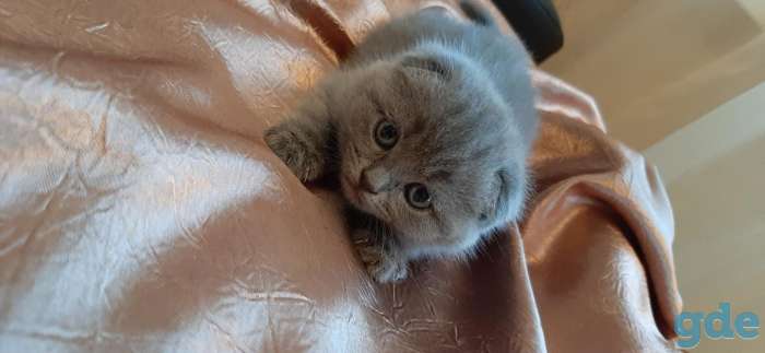 Продам породистых шатландских вислоухих котят, фотография 6