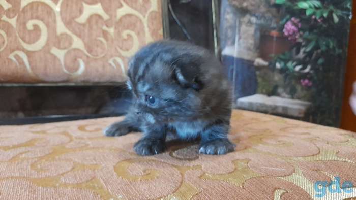 котята шотландские, фотография 2