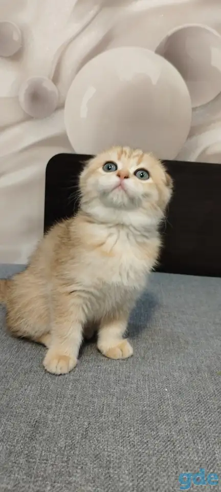 Шотландская вислоухая кошечка, фотография 4