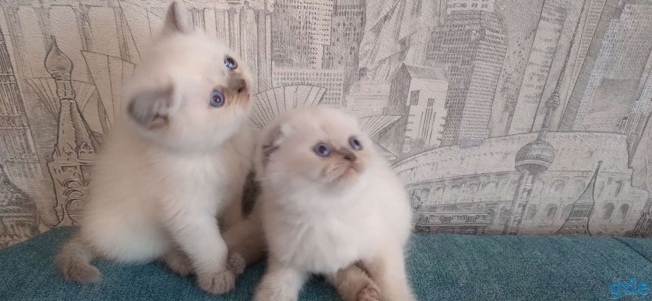 Шотландские котята, фотография 3