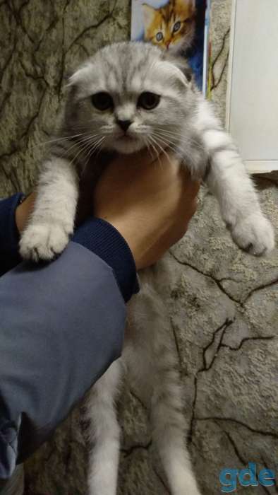Шотландские котята вислоухие, фотография 4