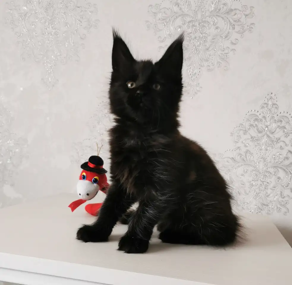 Продаются Котятa Мейн Куны  Серцифицированный питомник, фотография 3