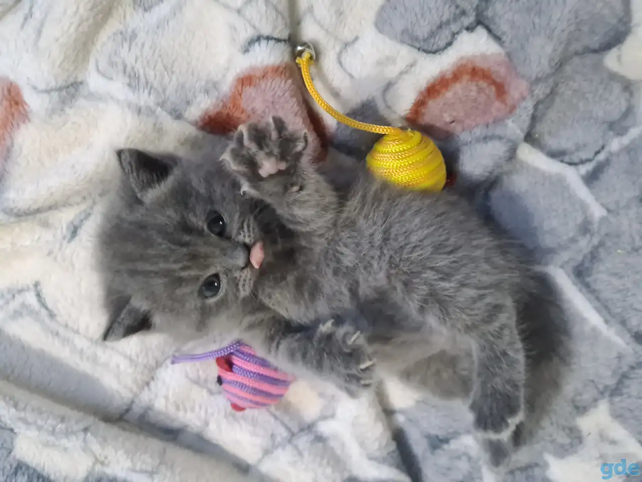 Британские короткошерстные котята, фотография 4