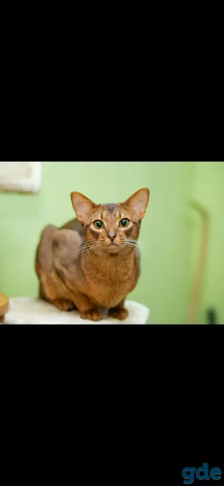 Вязка Абиссинского кота., фотография 1