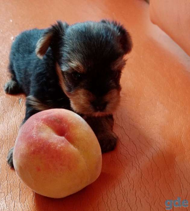 Продам, фотография 1